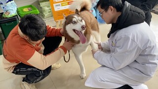 Husky Pincang Dan Bergegas Ke Dokter Hewan, "Ini hanya akting?"