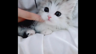 ลูกแมวน่ารัก&น่าLoveใจละลาย Ep6 baby cats cute and funny cat videos compilation เหมียวๆ