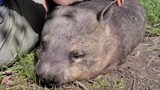 Wombat adalah teman terbaik manusia!