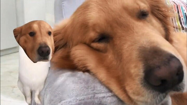 Anjing|Keseharian Anjing Golden Retriever