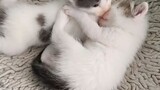 Cute kitten playtime