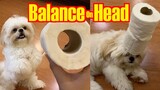 Shih Tzu Attempts To Balance Toilet Paper Rolls On His Head ( Cute & Funny Dog Video)