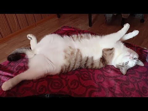 😂 Funniest Cats and Dogs Videos 😺🐶 || 🥰😹 Hilarious Animal Compilation №371
