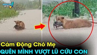 ✈️ 8 Câu Chuyện Cảm Động và Đầy Ý Nghĩa Về Các Loài Động Vật...Xem Muốn Rơi Nước Mắt|Khám Phá Đó Đây