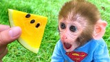 Baby monkey Bon Bon harvest yellow watermelon in the farm and eats it with puppy and rabbit