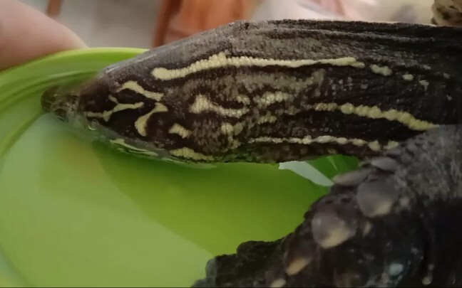 [Pet] Tortoise Drinking Water and Playing with a Slide