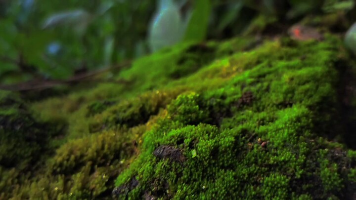 Nature💚