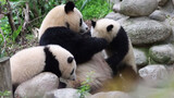 Panda Besar|Keseharian Kehidupan