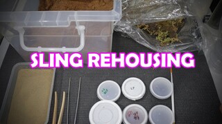 Sling Rehousing | Vlog#24