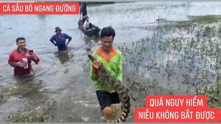 Quá nguy hiểm mùa nước lũ cá sấu bò ngang đường bà con xúm nhau quây bắt