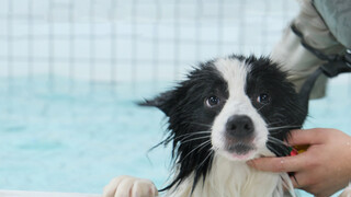 Dog|Little Dog Learning to Swim