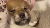 The Shiba Inu puppies say "Good Morning"