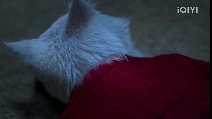 ตำนานแมวขาวแห่งศาลต้าหลี่ EP:31 (พากย์ไทย)