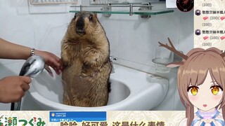 日本小鹿看《给土拨鼠洗澡#2》