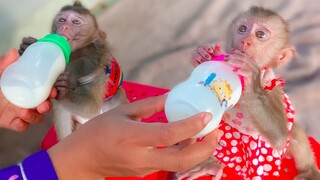 Time For Milk!! Tiny adorable Toto and Yaya are very happy drinking milk together