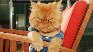 Funny Angry Cats 😾😾 Don't Mess With These Cats | Pet Squad
