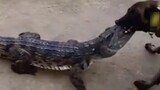 dog kissed crocodile