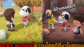 Lucky หมามัมมี่ความโชคดีที่มาในชุดเมด Animal Crossing