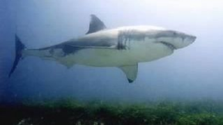 The Megalodon-The Largest Shark