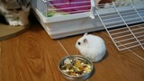 Động vật|Hamster dũng cảm