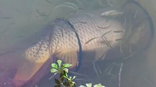 Ikan yang dimasukkan ke dalam fish guard akan langsung meledak.