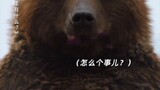 Beruang keluar #Apa yang ada di kebun binatang #Jia Bing