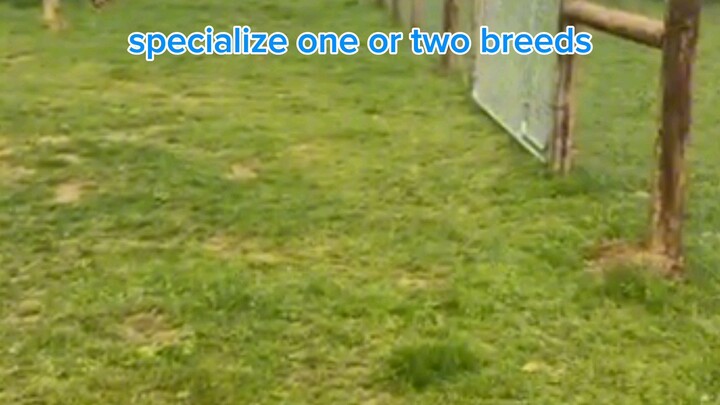 specialized only one or two  breeds