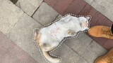 Jalan-Jalan di Komplek, "Diajak Ribut" oleh Seekor Kucing