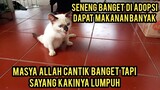 Masya Allah Adopsi Kucing Lumpuh Dari Pasar Kucingnya Cantik Banget Mempesona..!