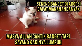 Masya Allah Adopsi Kucing Lumpuh Dari Pasar Kucingnya Cantik Banget Mempesona..!