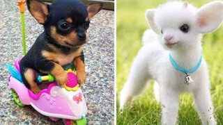 Baby Animals 💗 Funny Cats and Dogs Videos Compilation 2020 💗 Baby Dogs | Try Not To Laugh