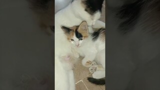 Mothers love 💞/Cat videos/The Cutest Cats Site/ #funny #trending #shorts #ytshorts #ytshort #cat