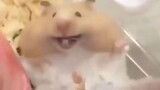 Hamster yang sangat bahagia, lihat apakah aku tersenyum bahagia