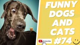 Funny Animal Videos 2022  Best Dogs And Cats Videos 😺😍 # 74