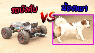 รถบังคับ VS น้องหมา