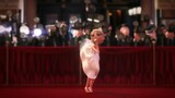 Animation: An out-of-date female star had a stomachache while walking on the red carpet, and couldn'