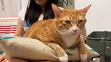 [Animals]A cat enjoys patting on its buttocks