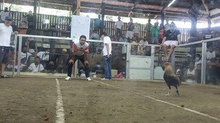 draw ang SCA DOM