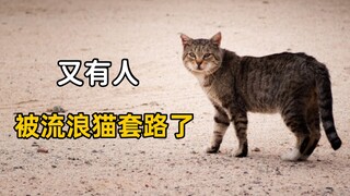 又有人被流浪猫套路了......