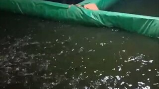 Beginilah kegiatan petani ikan lele❗Gak jauh dari ngopi, udud, ngasih makan lele