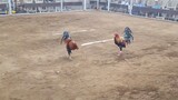 3 Cock Derby at Passi City, Iloilo (2 wins 1 draw) Second Fight
