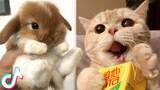 18 Minutes Straight of Cute TikTok Pets 🥰