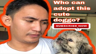 WHO CAN ADOPT THIS CUTE DOGGO? | SUPER MARCOS VLOGS