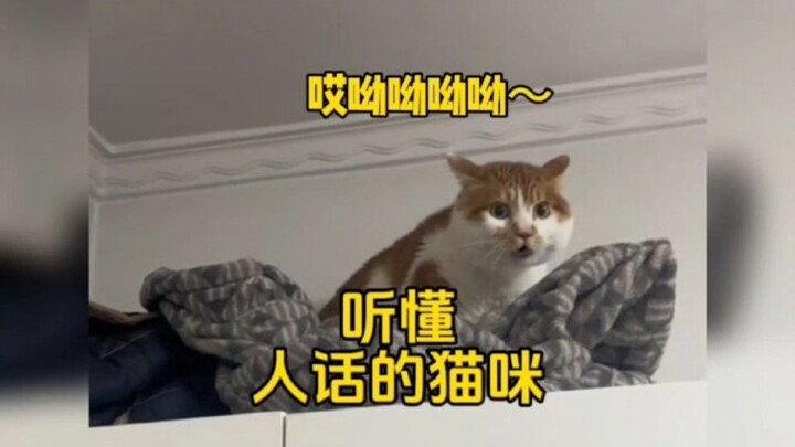 盘点能听懂人话的猫咪