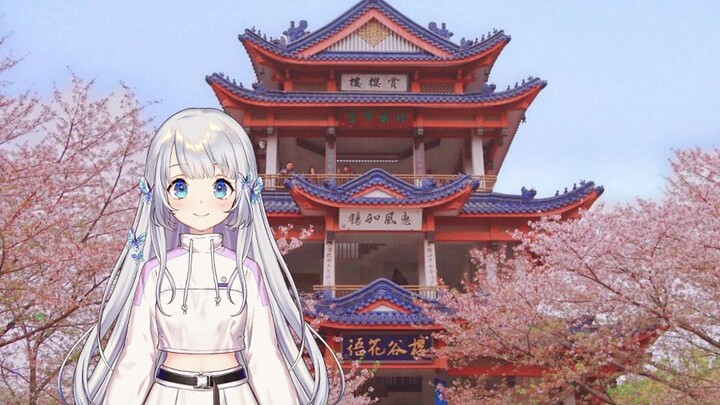 The chosen country V Shizuku Lulu wants to go to Wuxi Cherry Blossom Festival to see the cherry blos