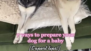 We’re getting Skye and Copper ready ... 3 months to go 😬😬 LearnOnTikTok dogsoftiktok pregnancyjourney