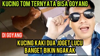 Tidak Di Duga Kucing Tom Kaki 2 Bisa Joget Lucu Banget..!