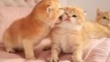 [Động vật]Tương tác đáng yêu của hai bé mèo con màu cam