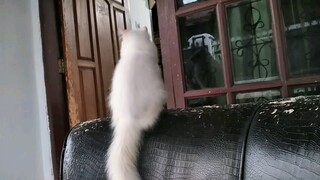 Dipunggungi Kucing Sendiri👽