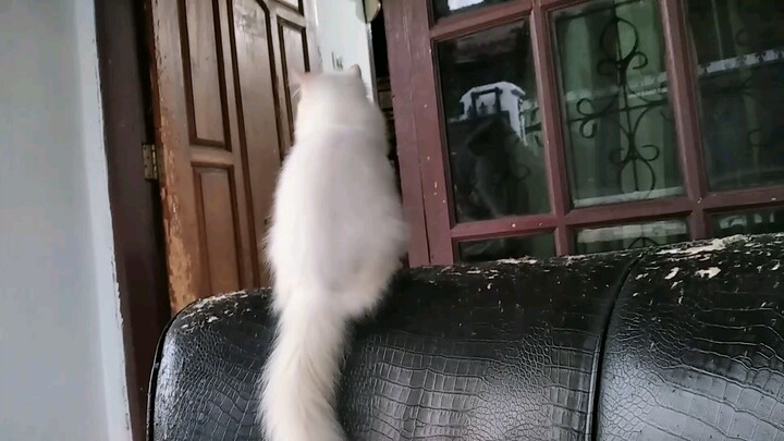 Dipunggungi Kucing Sendiri👽